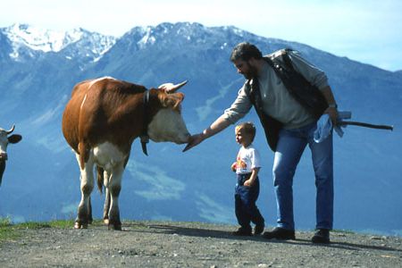 In the Alps, you'll share the trail with cows.