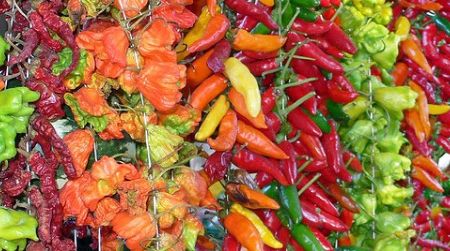 If spicy fruits are helpful to a chili plant, why aren't all chili peppers hot?