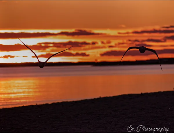 Seagulls flying in the sunset thumbnail