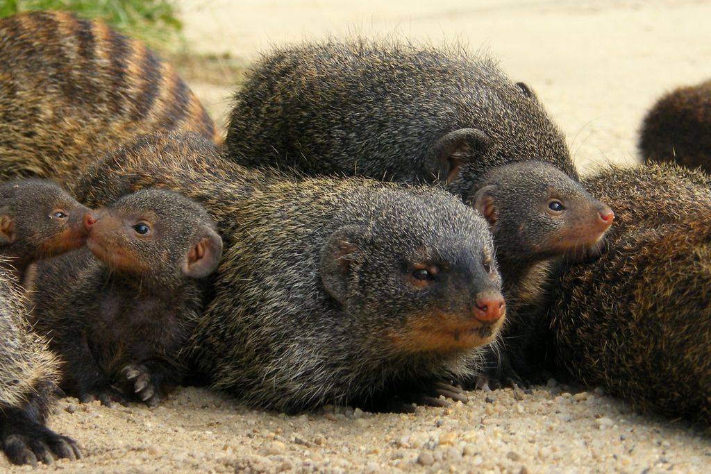 Papa Mongooses Learn Not to Try So Hard When Raising Babies