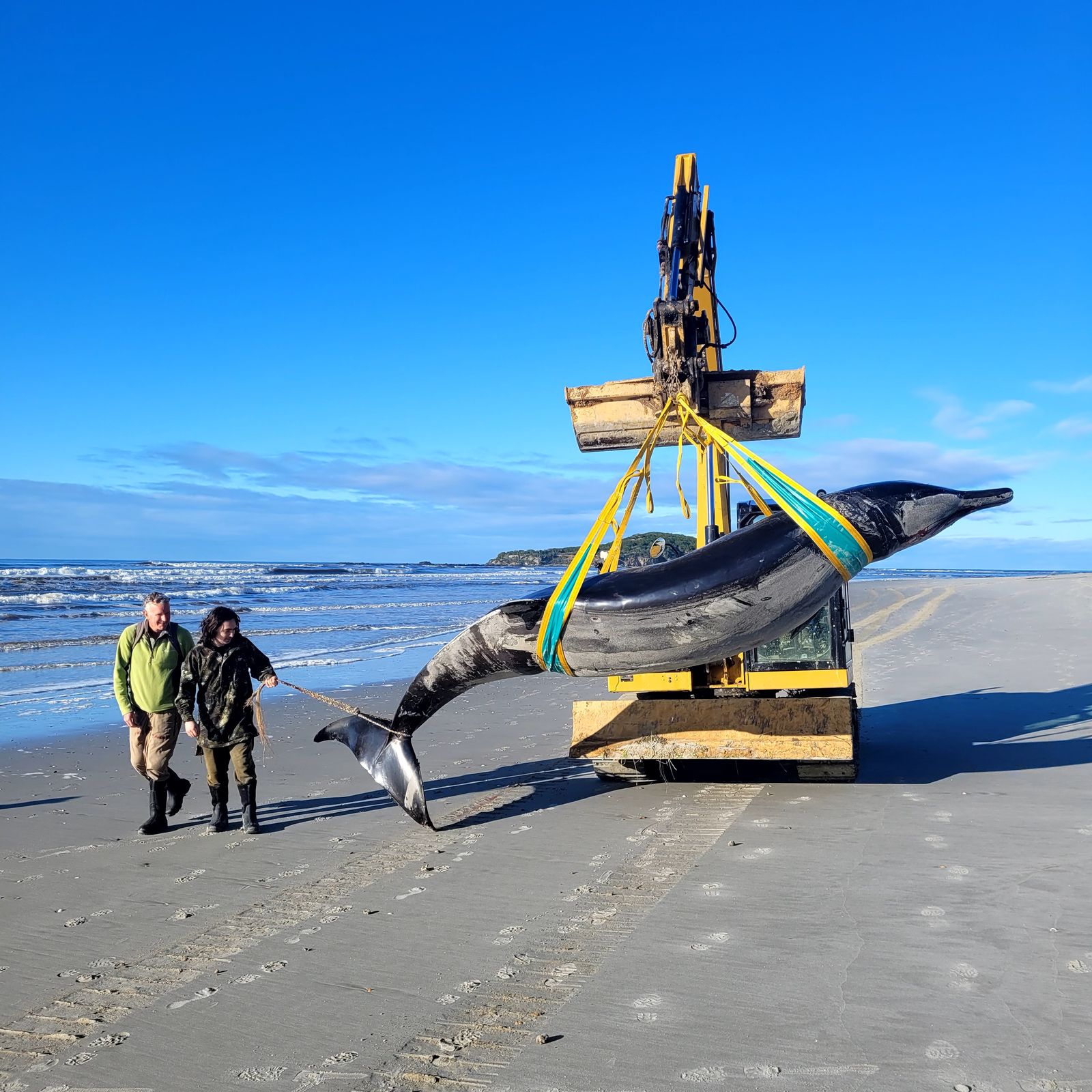 The World’s Rarest Whale May Have Just Washed Ashore in New Zealand