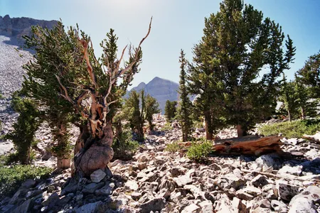 The Prometheus tree once stood in this grove on a mountain in Nevada.
