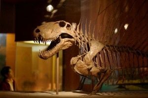 20110520083205Dimetrodon_skeleton-300x199.jpg