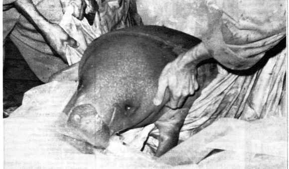 VoL_II_No51_06_Junio-12-1964-001-Pamelita II.jpg