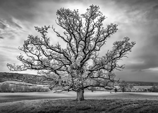 A lone tree in braces for the coming storm thumbnail