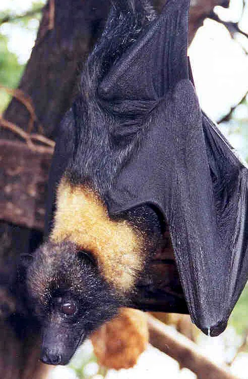 Mariana fruit bat Pteropus mariannus