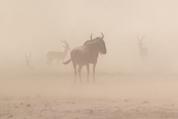 Sand storm in Amboseli thumbnail