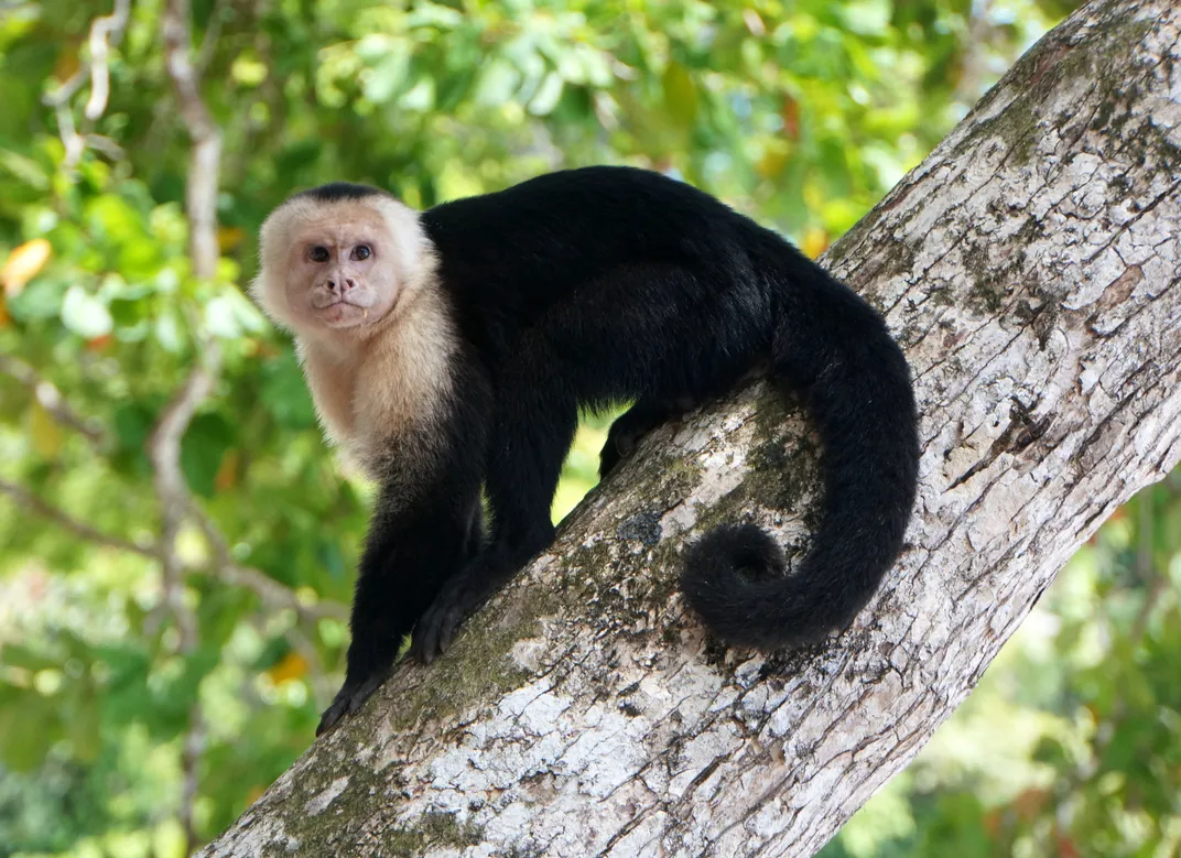 White-faced capuchin monkey