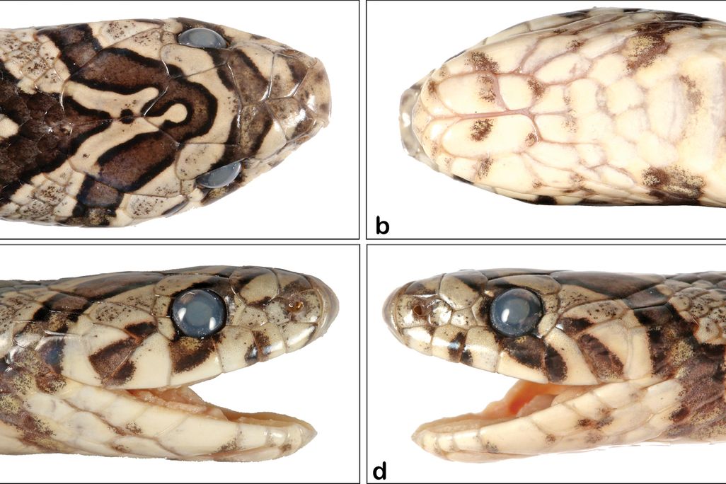 A four-paneled view of the snake's head. Top left: a dorsal view shows brown and tan chevron-like stripes. Top right: a view of tan scales on the bottom of the head. The bottom photos show a left and right view; large eyes with brown and tan stripes.