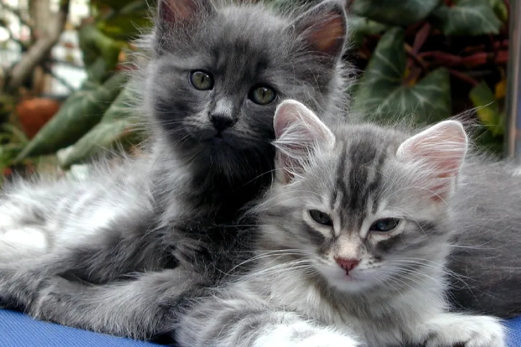 Kittens