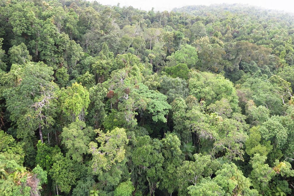 Trees pictured from above