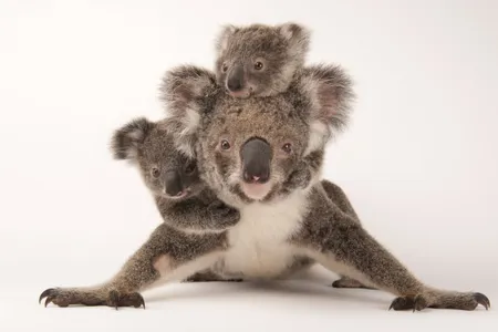 A koala, Phascolarctos cinereus, with her babies at Australia Zoo Wildlife Hospital,&nbsp;2011