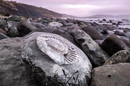 As erosion reshapes England’s Jurassic Coast, ancient fossils are revealed.