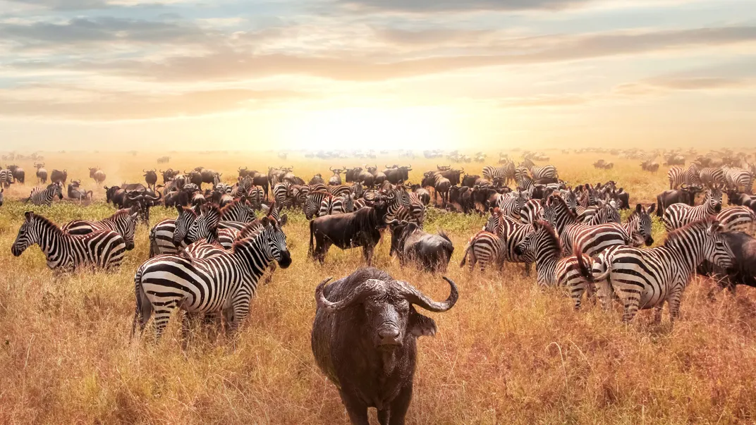 Zebra and buffalo on the savanna