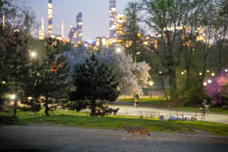 One of the Central Park coyotes trots by with the New York City skyline as a backdrop.