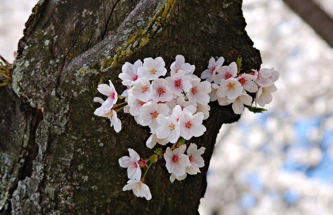 Cherry Blossoms Smithsonian Photo Contest Smithsonian Magazine