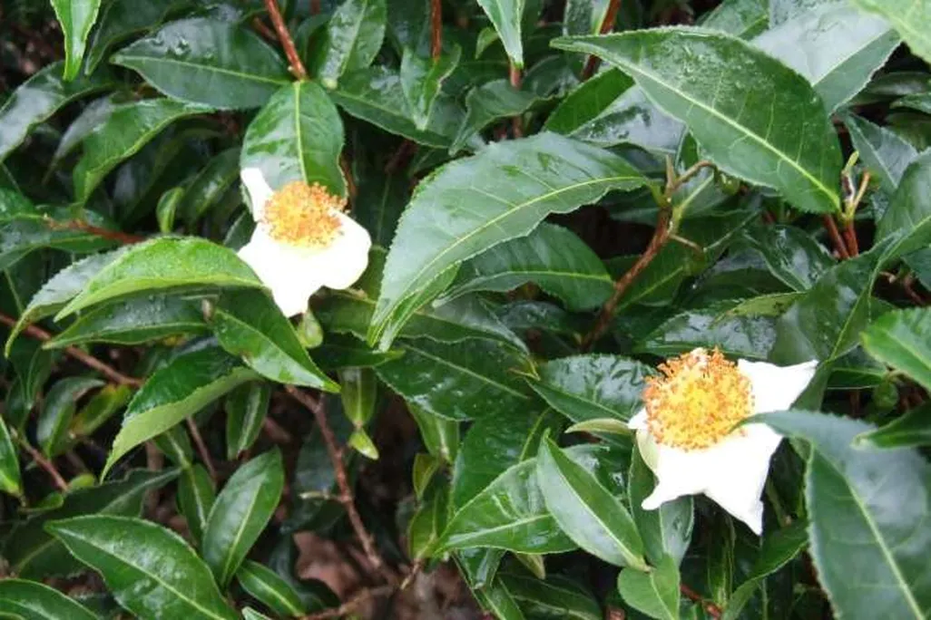 Tea Leaves
