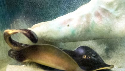 When Do Stingrays Strike?