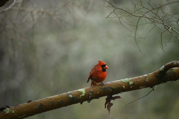 Singing Cardinal thumbnail
