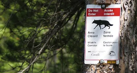 Wildlife corridors allow animals to safely cross urban areas.