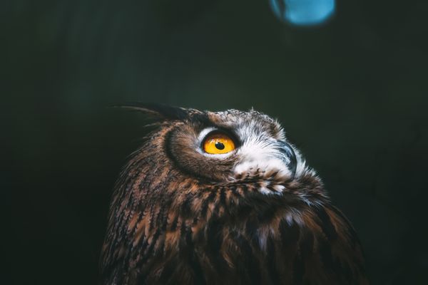 Big Eyed Owl thumbnail