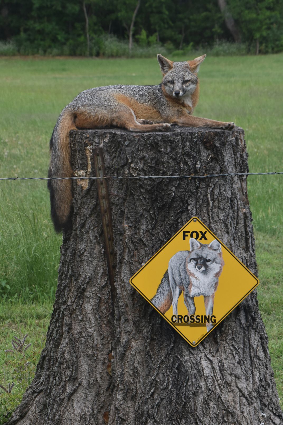 Fox Crossing Smithsonian Photo Contest Smithsonian Magazine