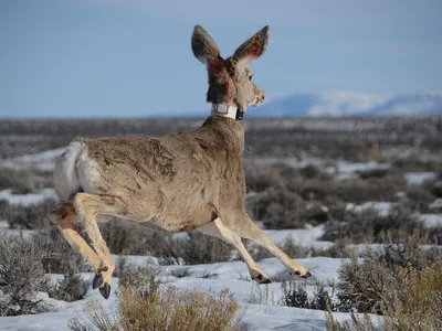 A newly collared mule deer is released onto its winter range.