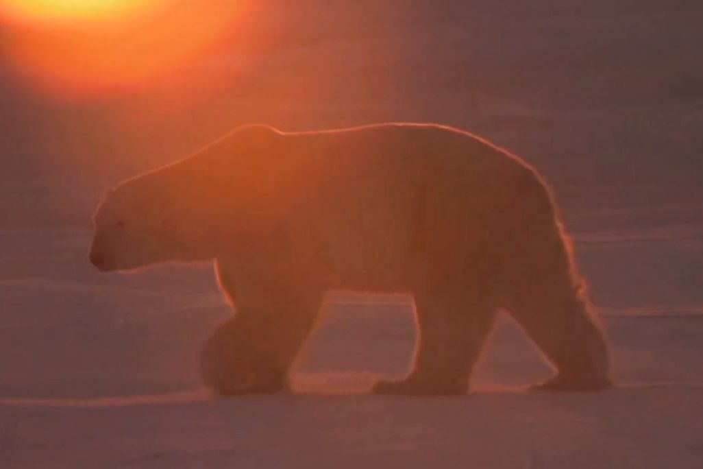 2013110509102511_05_2013_polar-bear-cam.jpg