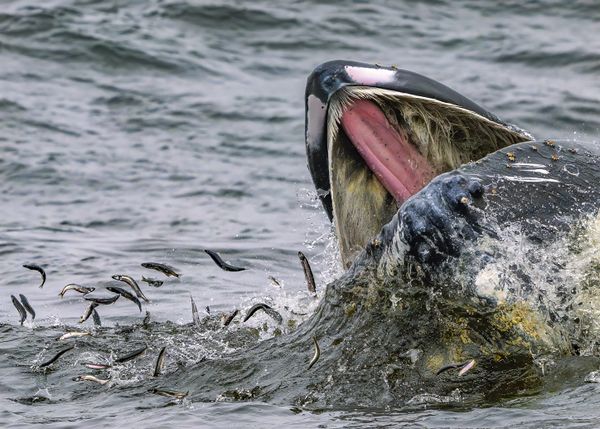 Humpback chasing the Capelin. thumbnail