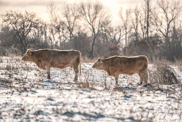 Winter cows in pasture thumbnail