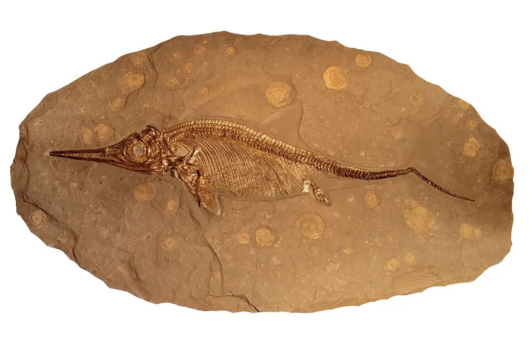 Stenopterygius