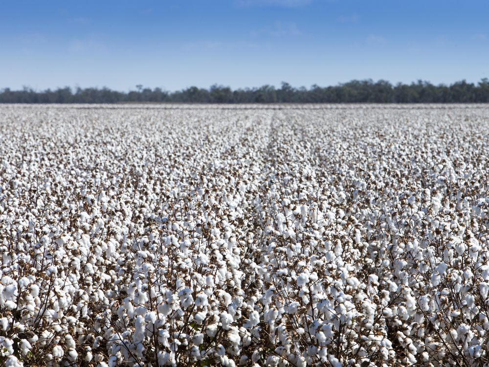 cotton field