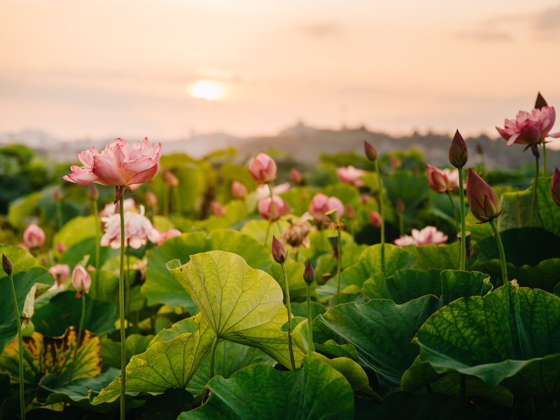 Lotus Landscape Smithsonian Photo Contest Smithsonian Magazine