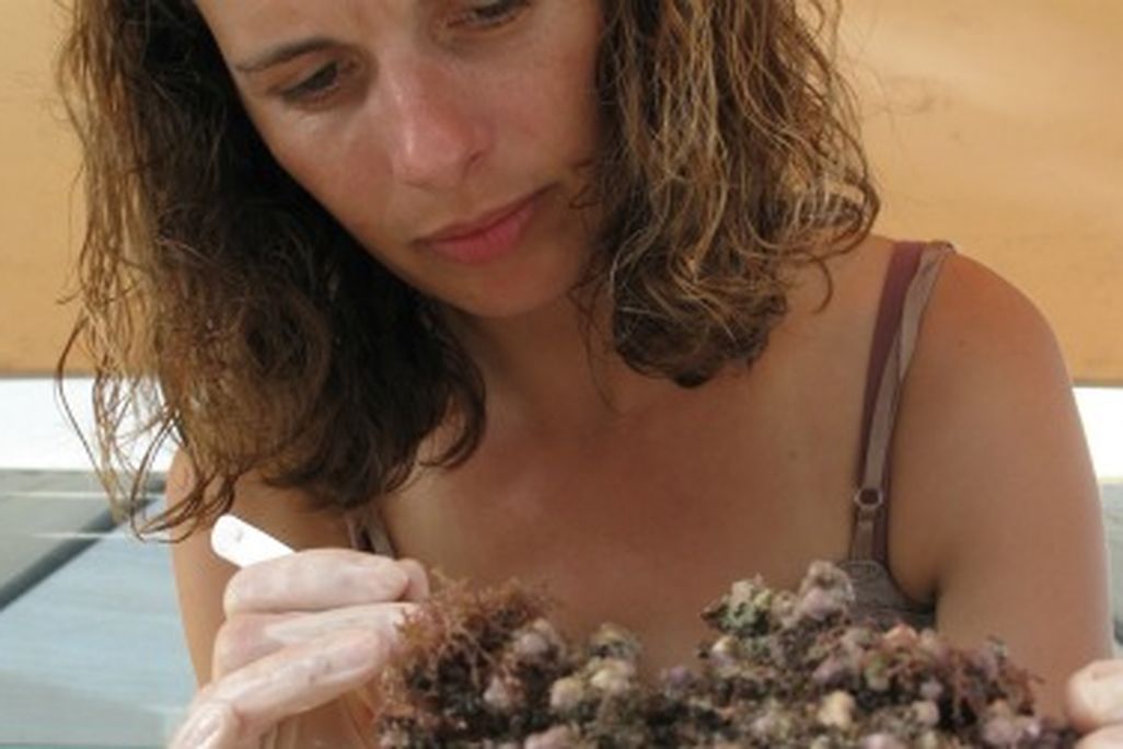 Laetitia Plaisance searches for crustaceans in a piece of dead coral.