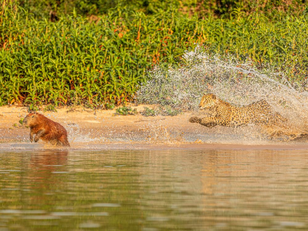 Capybara chase by jaguar in the Pantanal | Smithsonian Photo Contest ...
