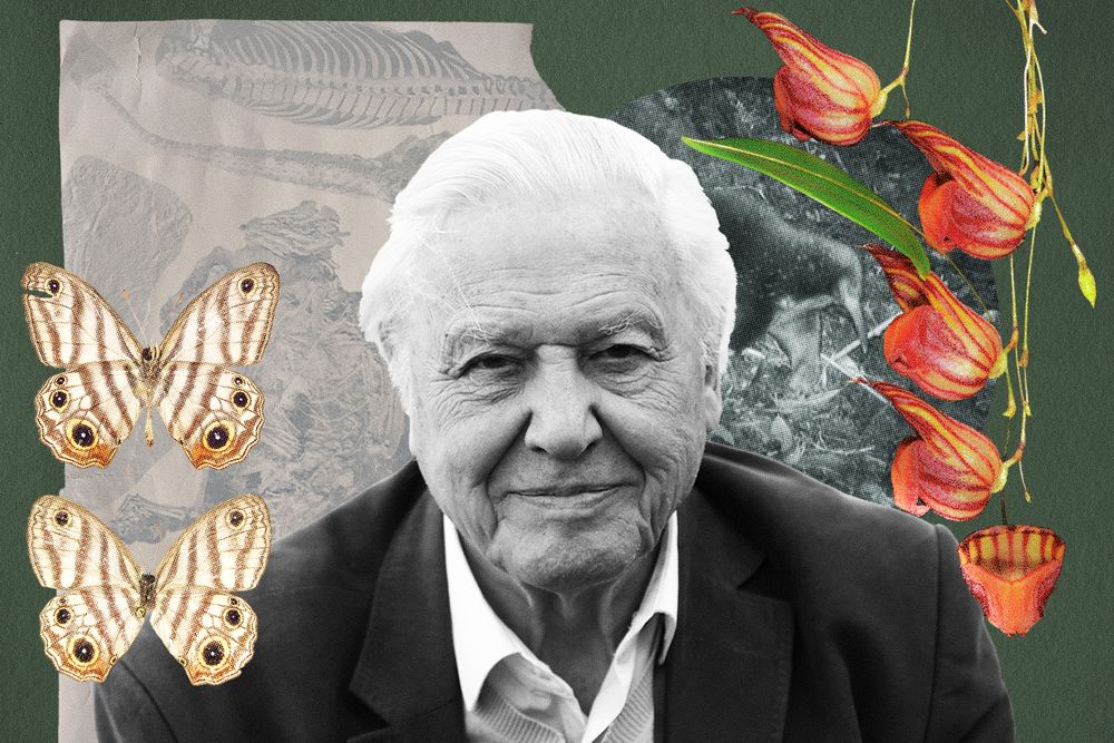 an illustration of David Attenborough surrounded by some fossils of animals named for him, a photo of an echidna, two views of a butterfly, and an orchid