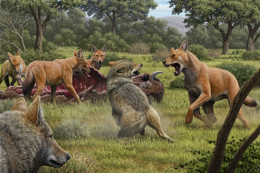 dire wolves