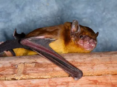 An African yellow house bat.
