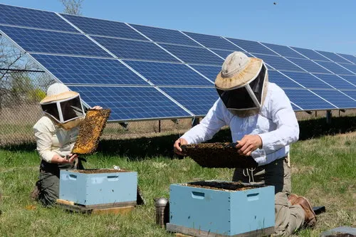 Chiara and Travis Bolton with their bees near a solar array site. Bolton Bees.