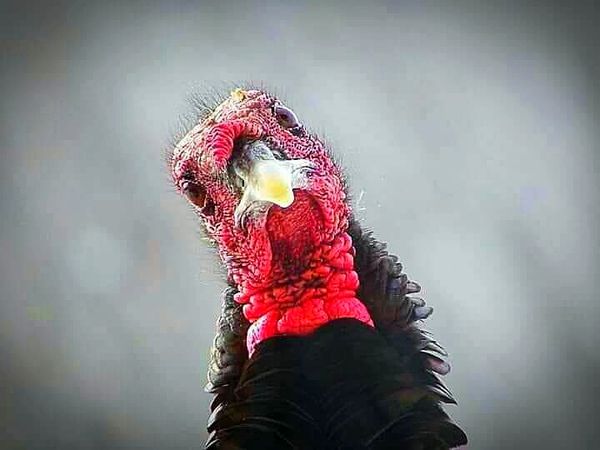 Wild Turkey in Iowa thumbnail