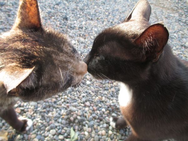 Two cat friends greeting each other. thumbnail