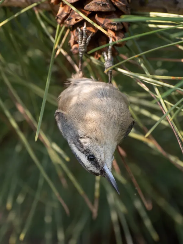 A nuthatch hanging upside down thumbnail