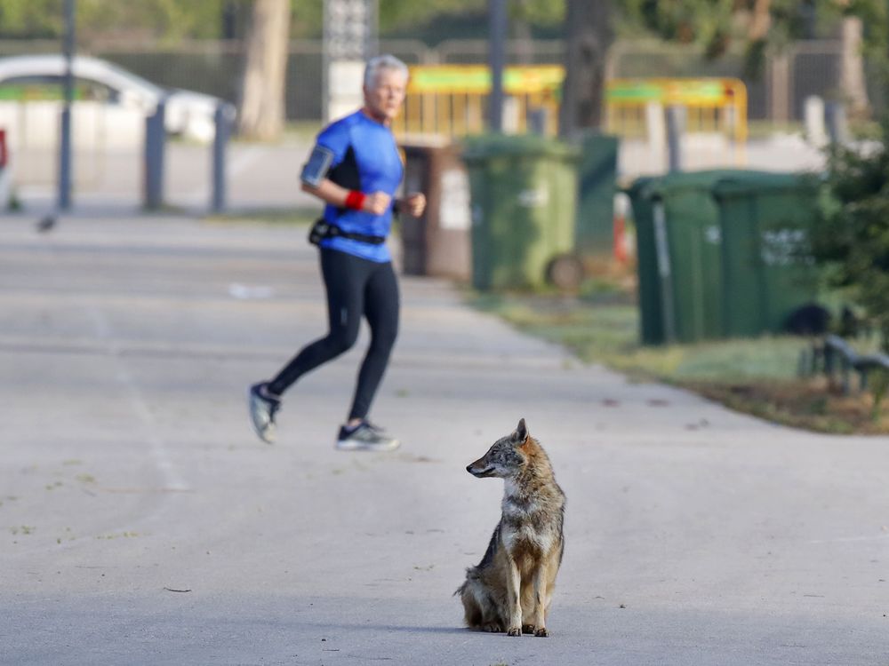 Jackal in Tel Aviv park with jogger in background