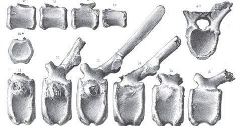 Part of Plate XII from Leidy's Cretaceous Reptiles of the United States, showing some vertebrae from Hadrosaurus.