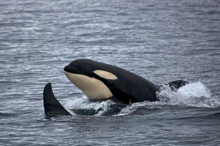 Orcas are opportunistic feeders that will take advantage of human fishing activities to get an easy meal.