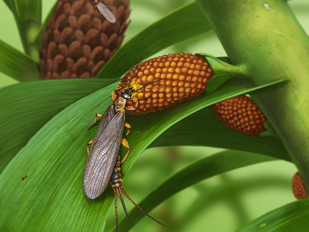 Scientists Discover Oldest Known Fossils of Pollen-Carrying Insects