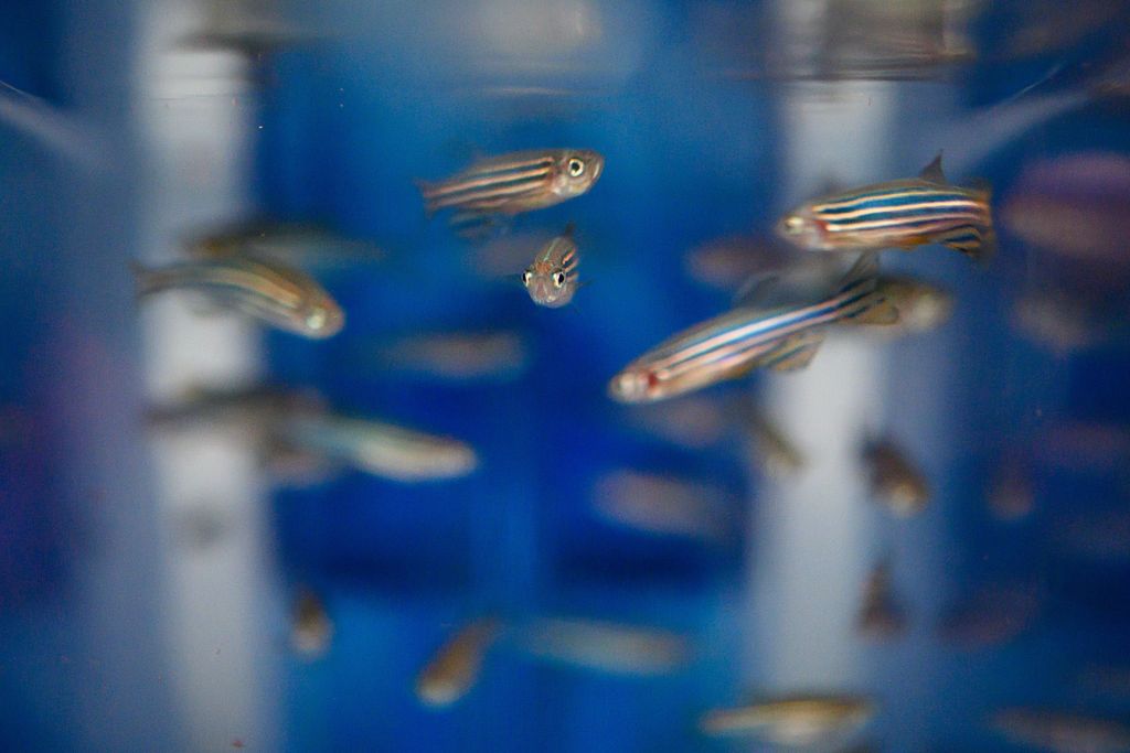 A group of zebrafish swim in a container.