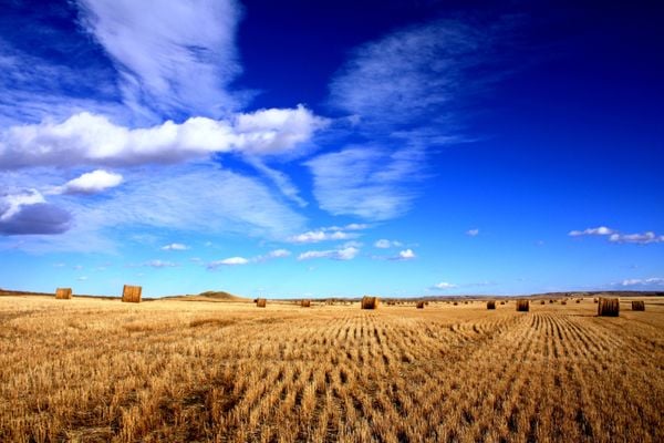 Harvested wheat field and straw bales under the Big Sky thumbnail