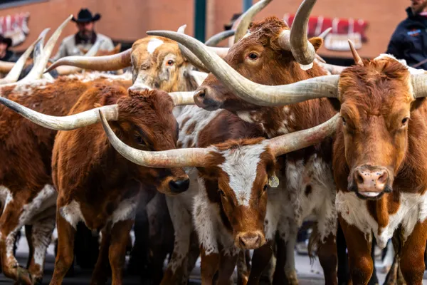 Longhorn March - A Denver Stock Show Tradition thumbnail