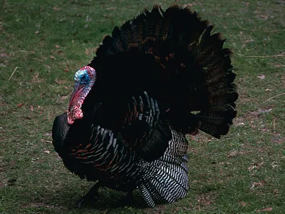 A male Eastern wild turkey